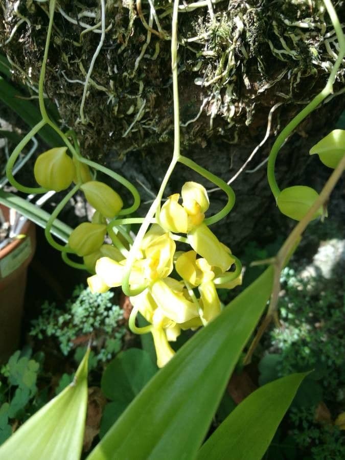 Gongora 3