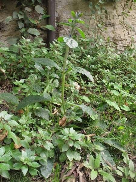 Ajuga orientalis 16