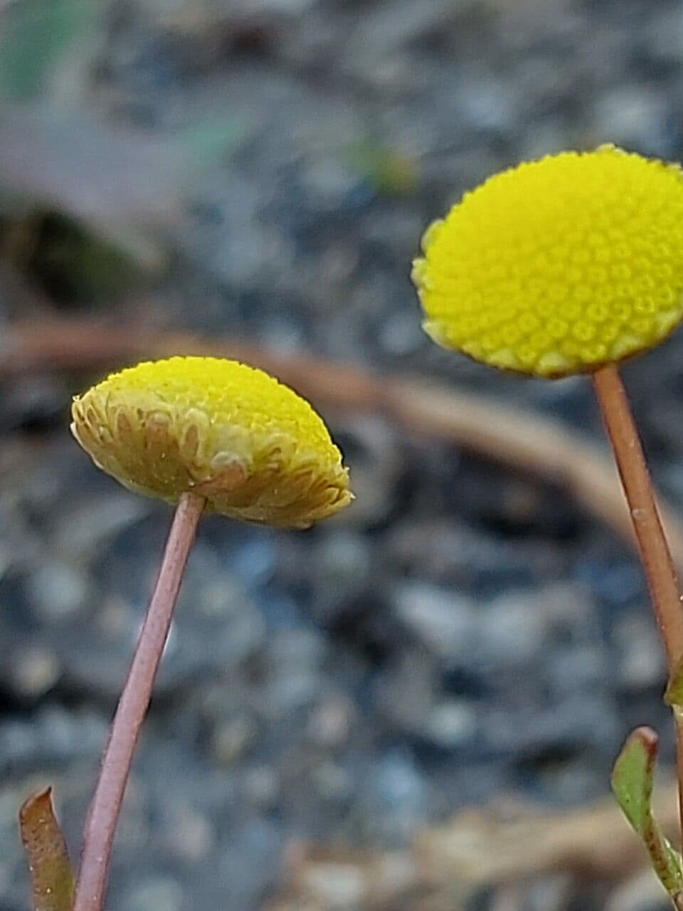 Cotula 4