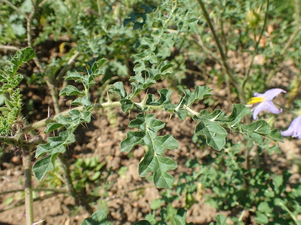 Solanum citrullifolium 8