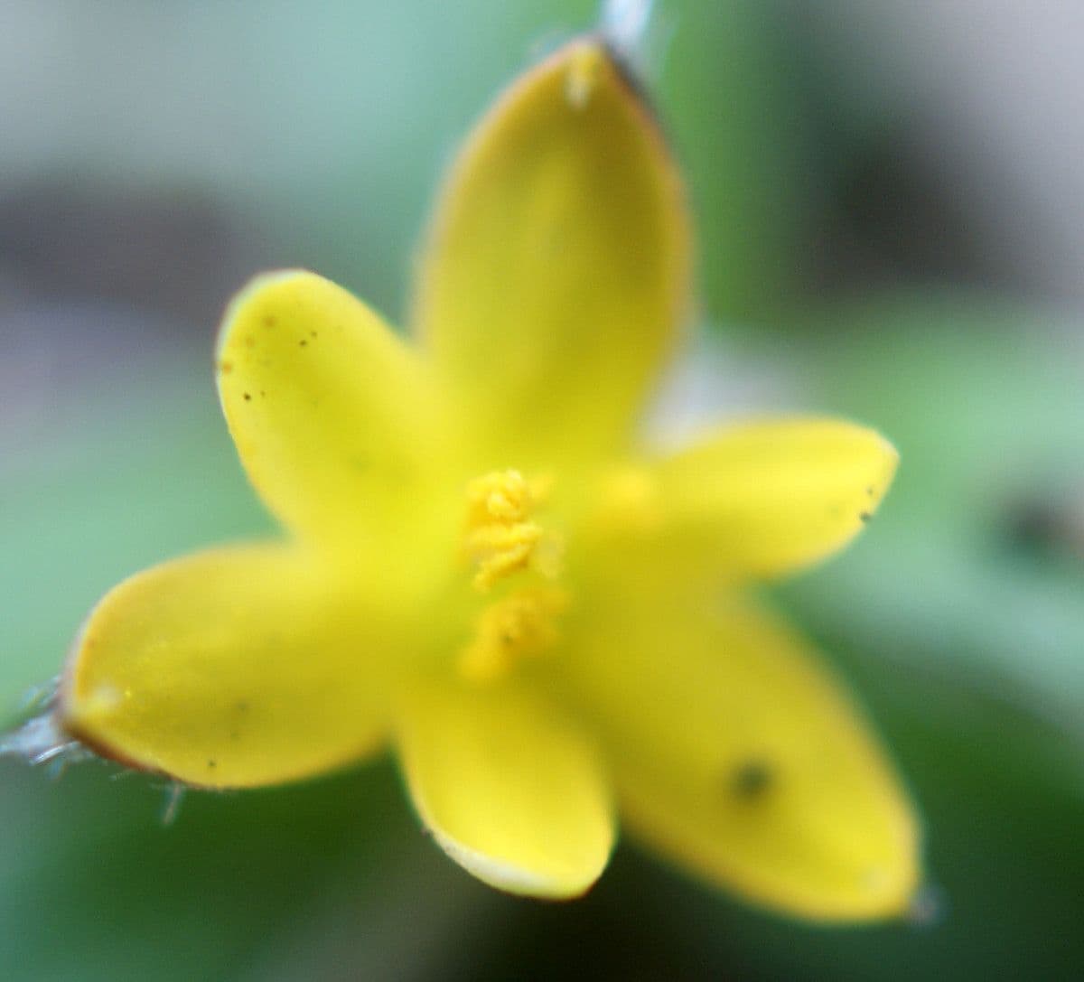 Hypoxis 2