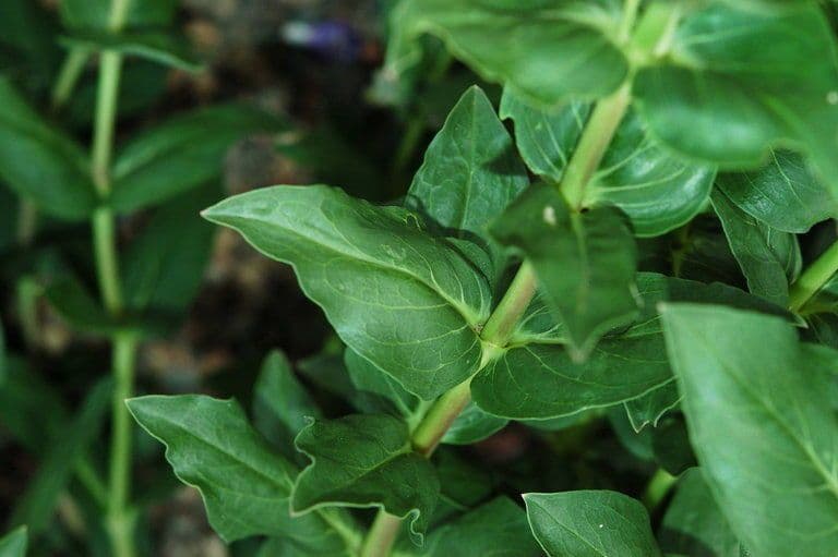 Penstemon 11