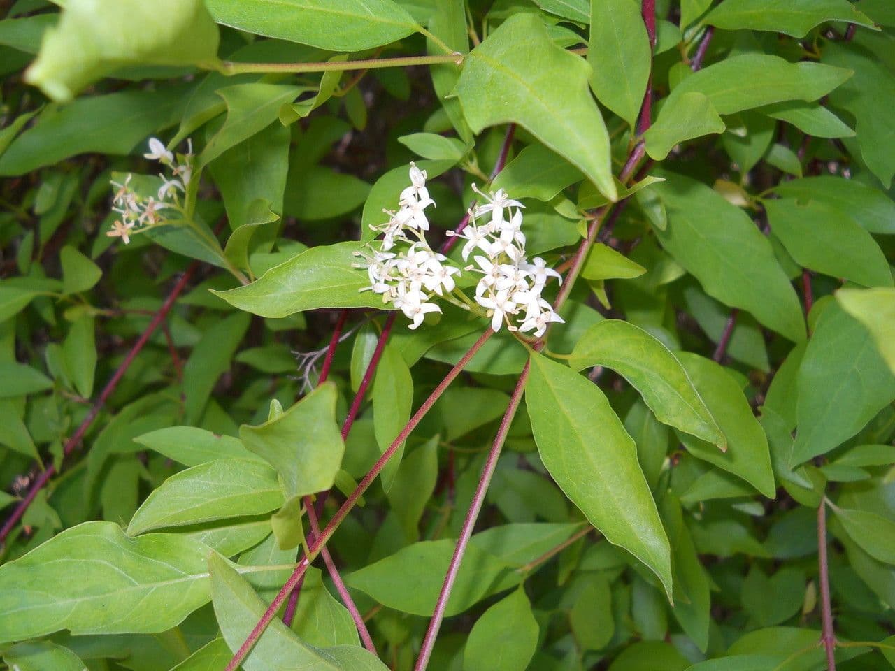 Cornus 4