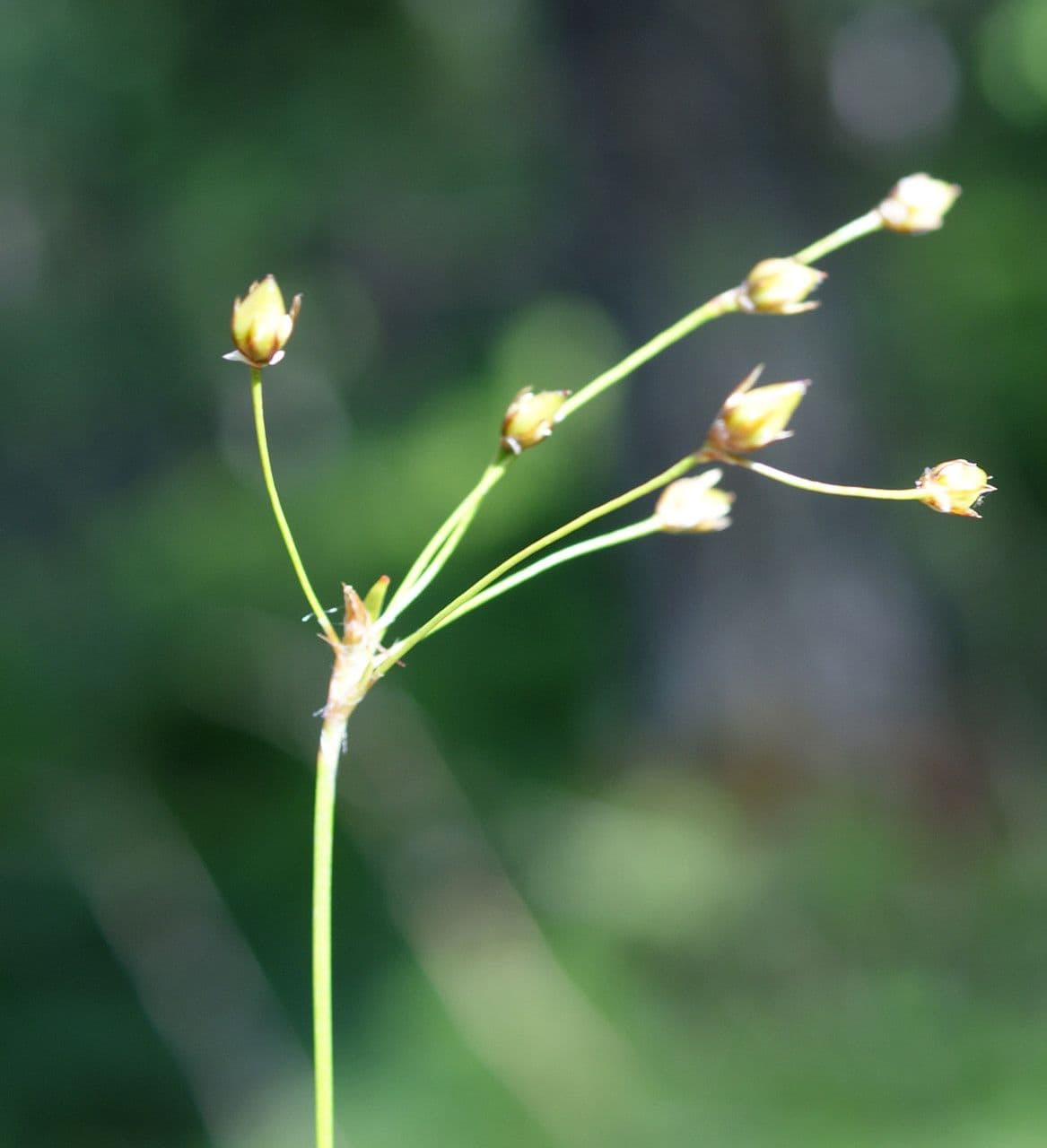 Kosmatka Forstera 24
