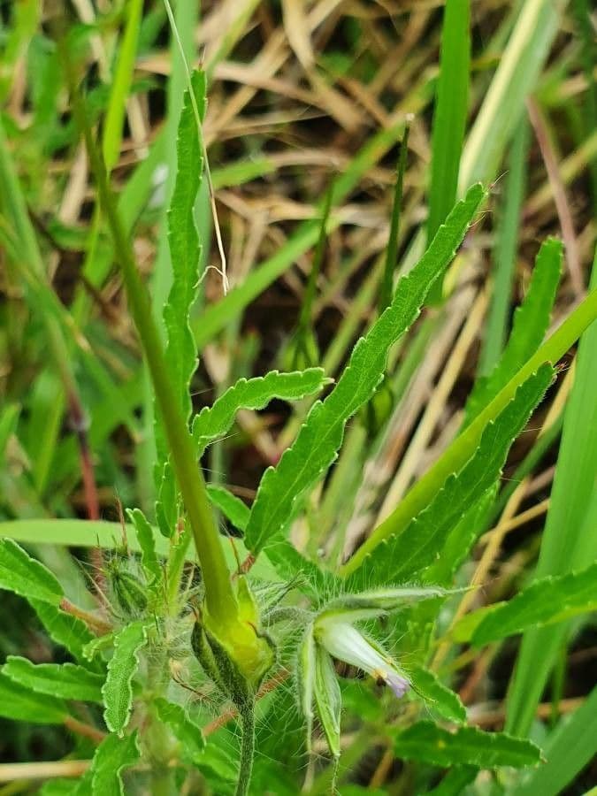 Schmalblättrige Monsonia 15
