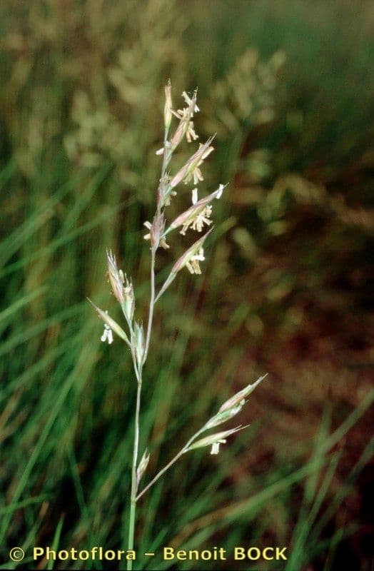 Festuca rossa 24