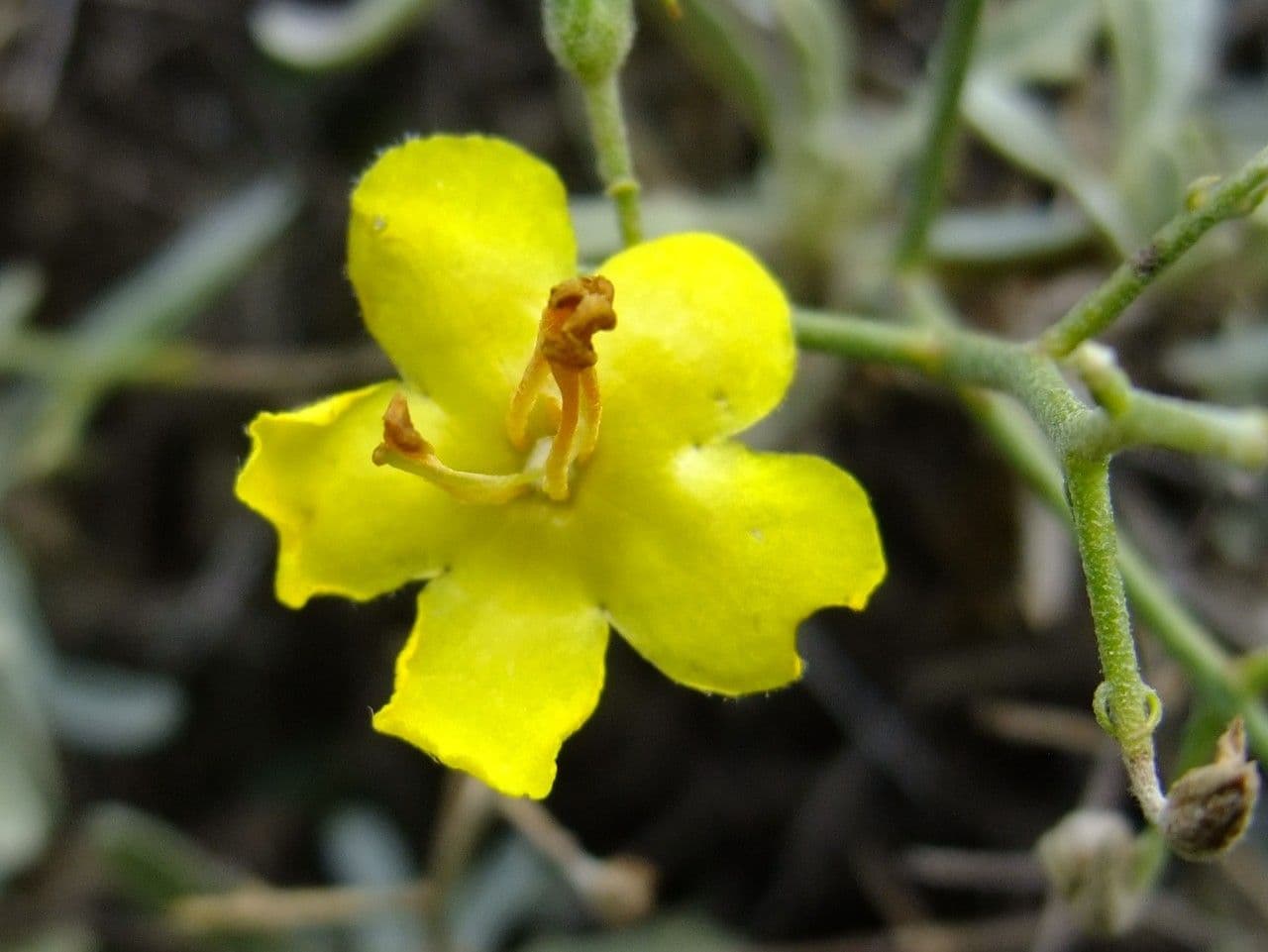Verbasco 5