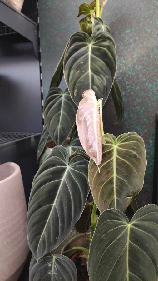 Schwarzgold-Philodendron