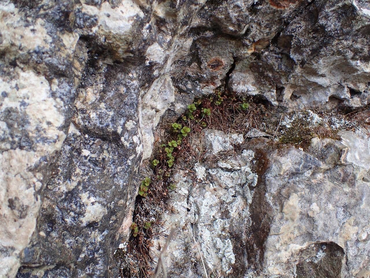 Hundskamille 22