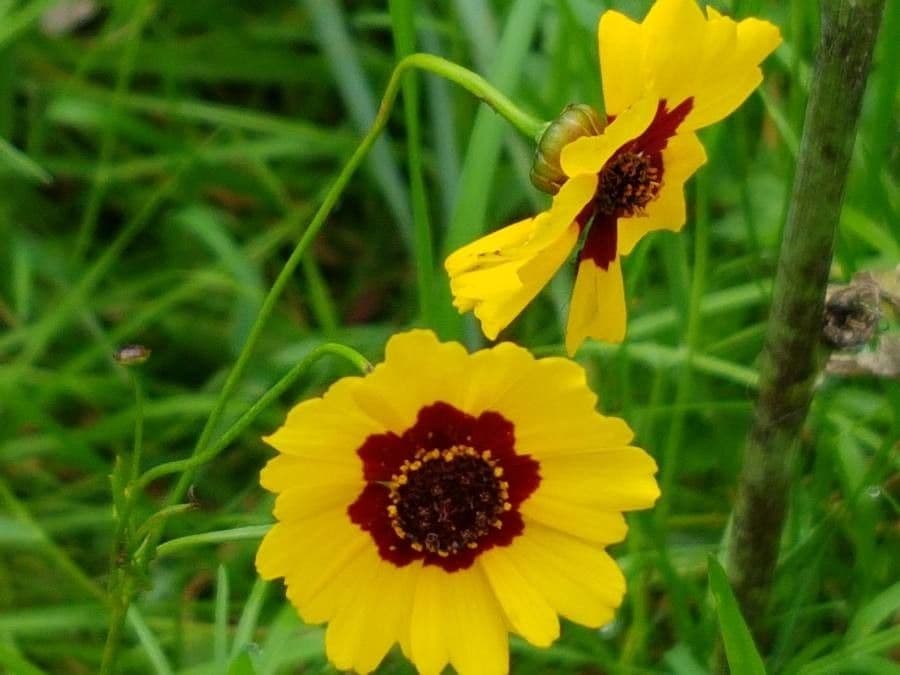 Goldmähnen-Coreopsis 3