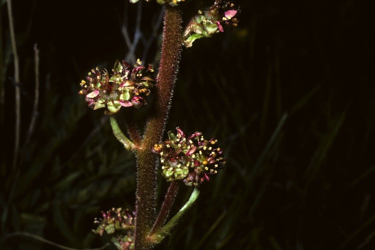 Saxifraga romboidale 2
