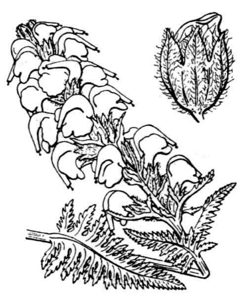 Pedicularis rostratospicata 19