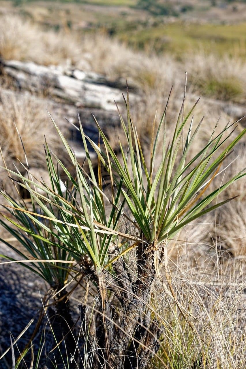 Xerophyta 4