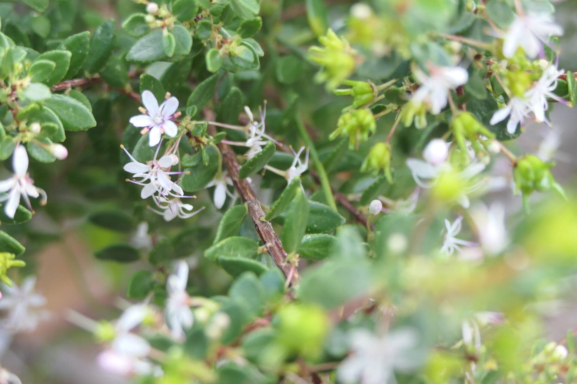 Agathosma 10