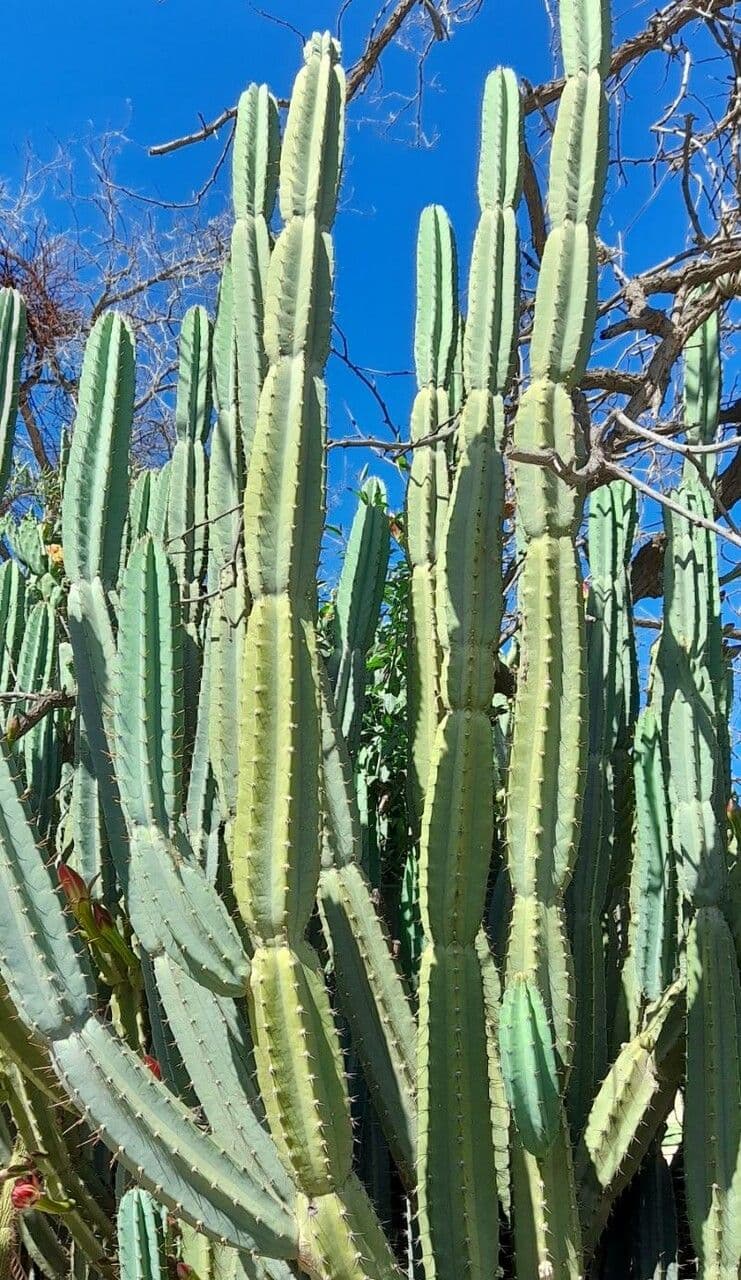 Cereus 3