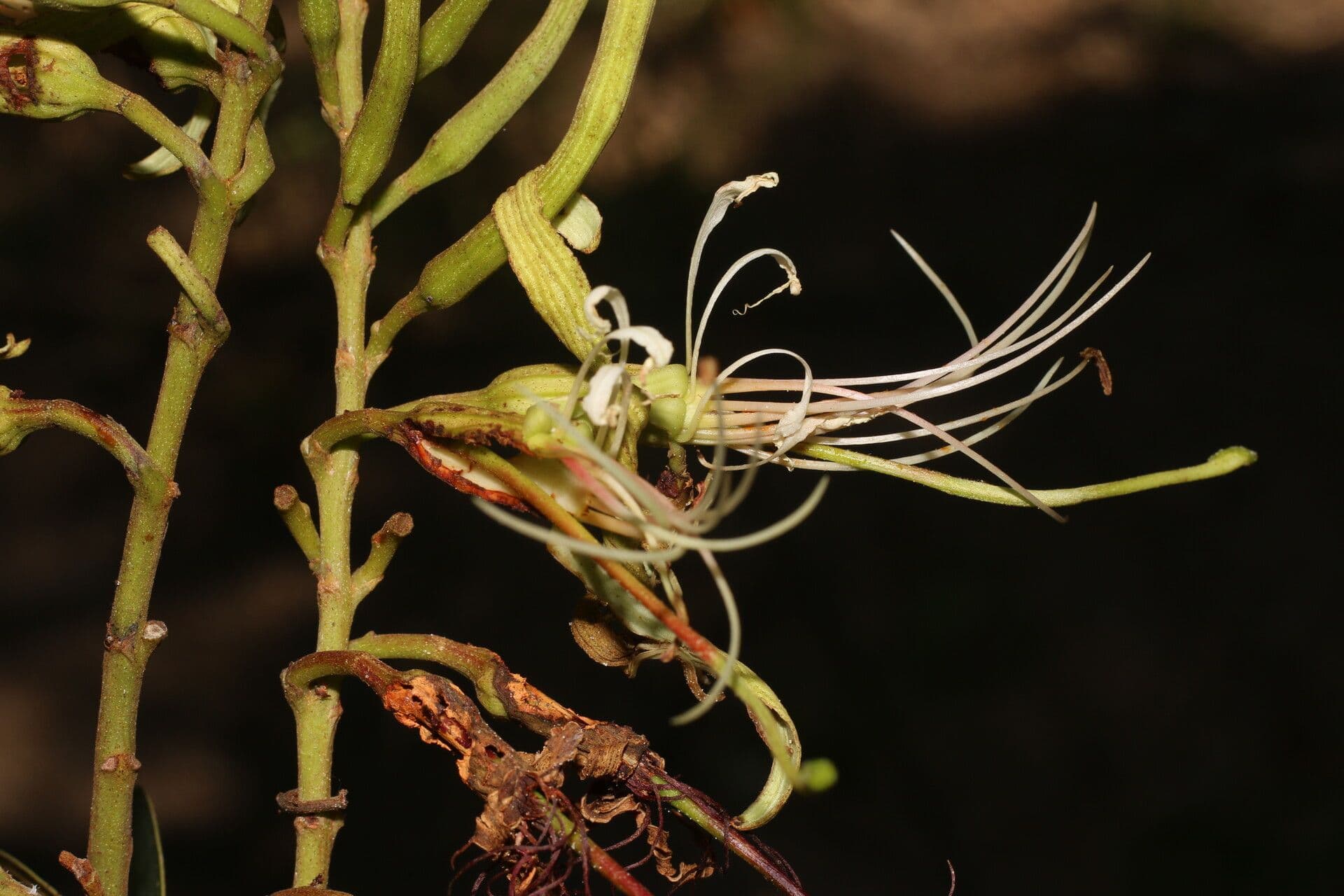 Bauhinia ungulata 6