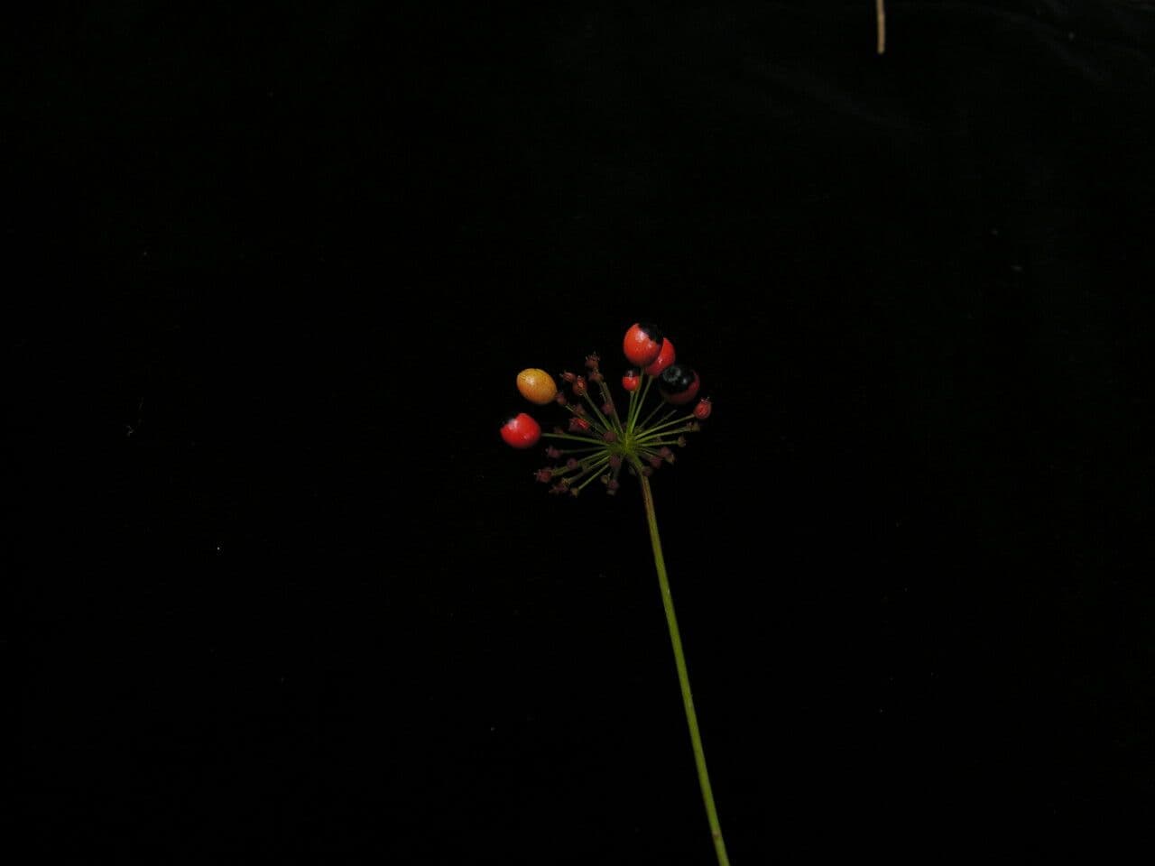 Pseudoginseng 5