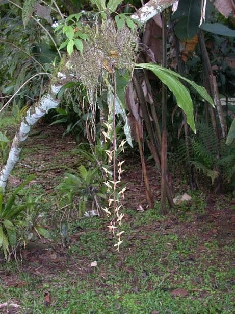 Gongora 12