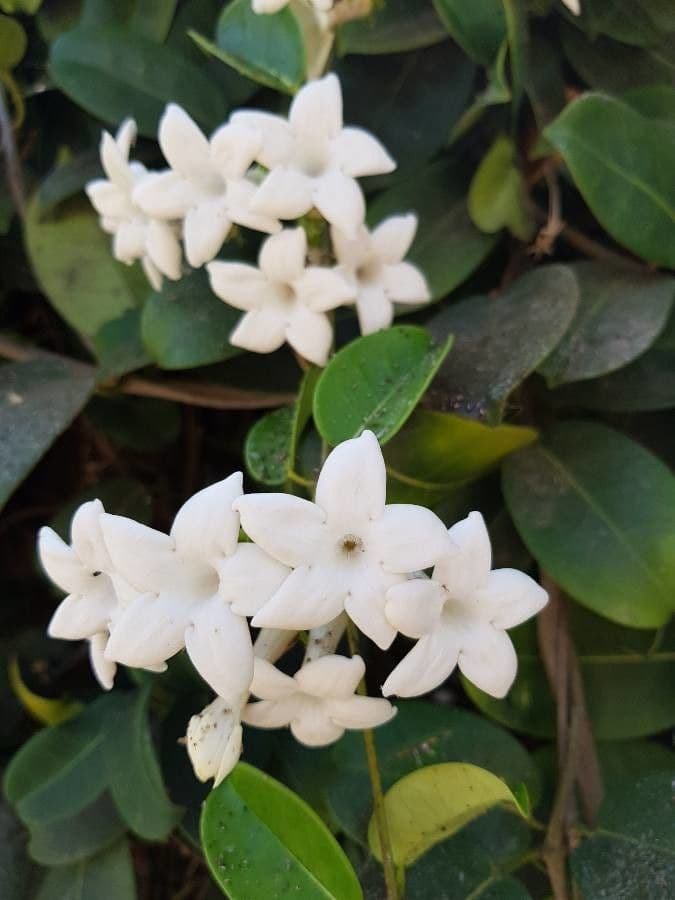 Großblütiger Jasmin 10