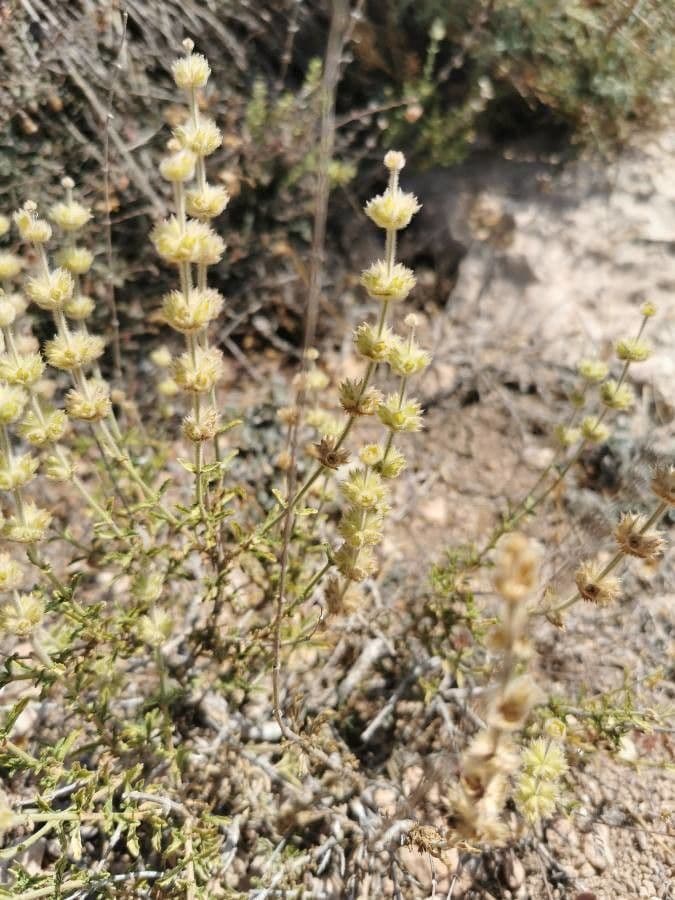 Sideritis hirsuta 16