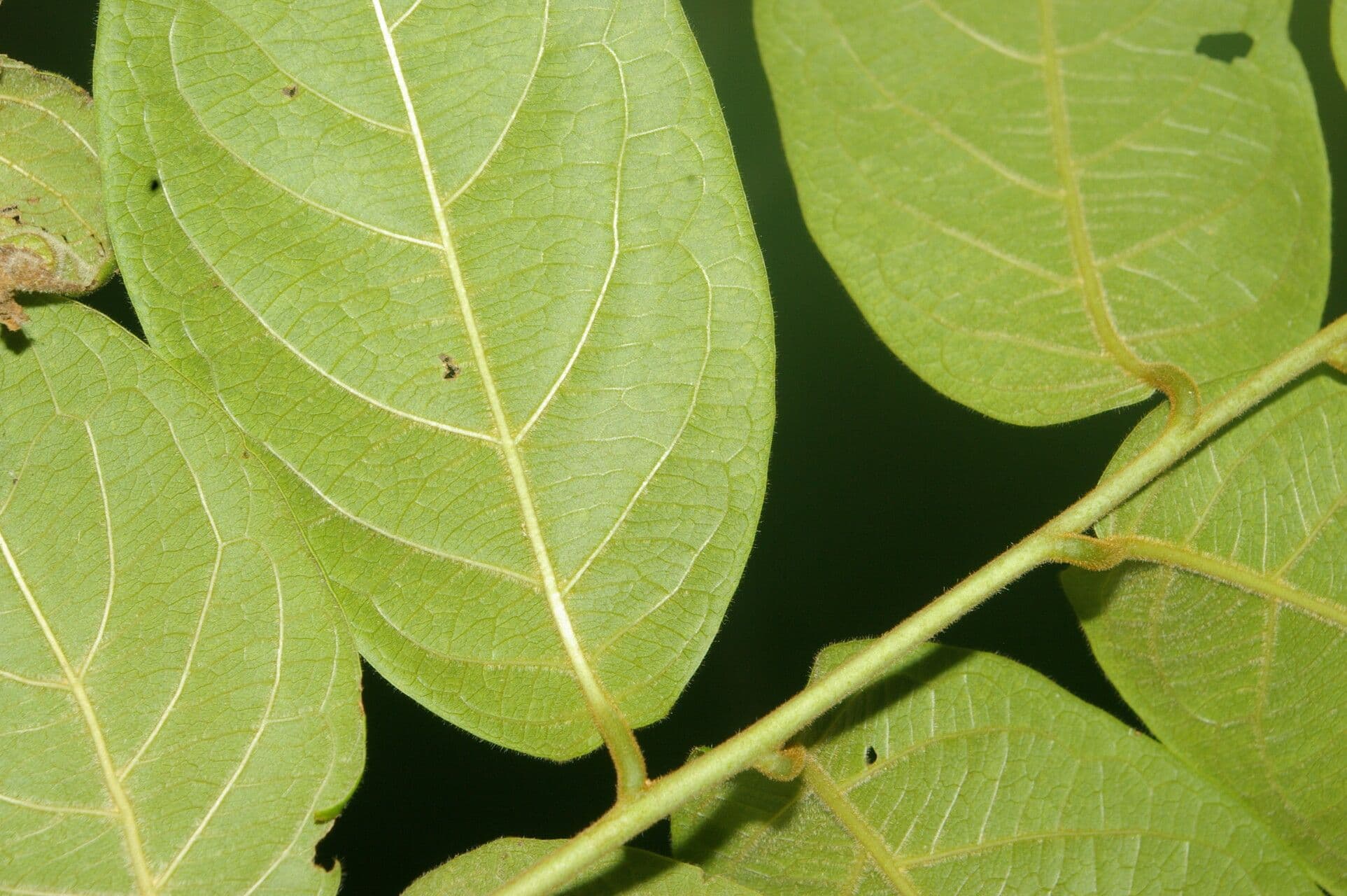 Combretum 2