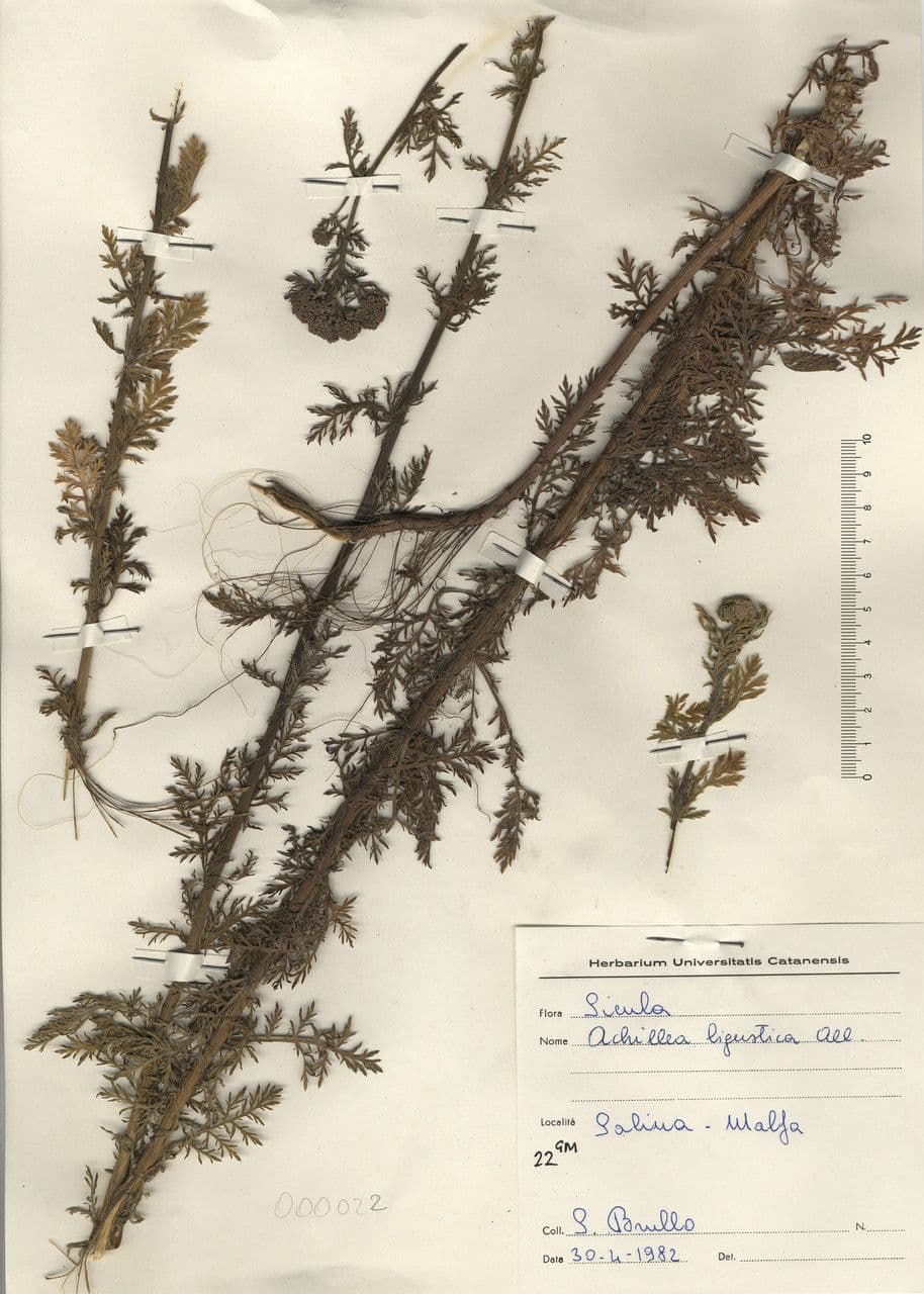 Achillea ligustica 24