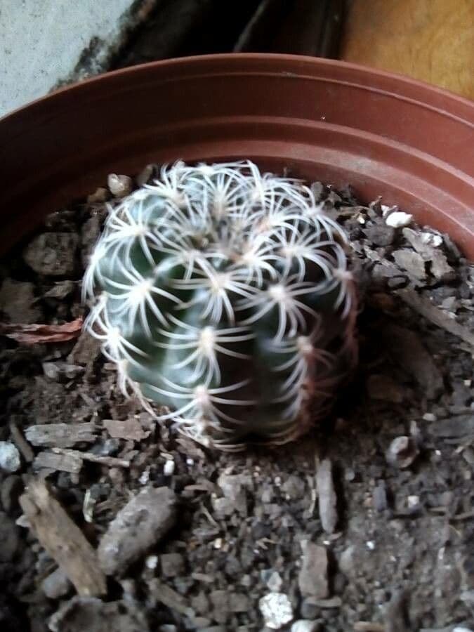 Gymnocalycium 7