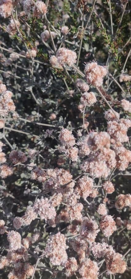 Eriogonum 2