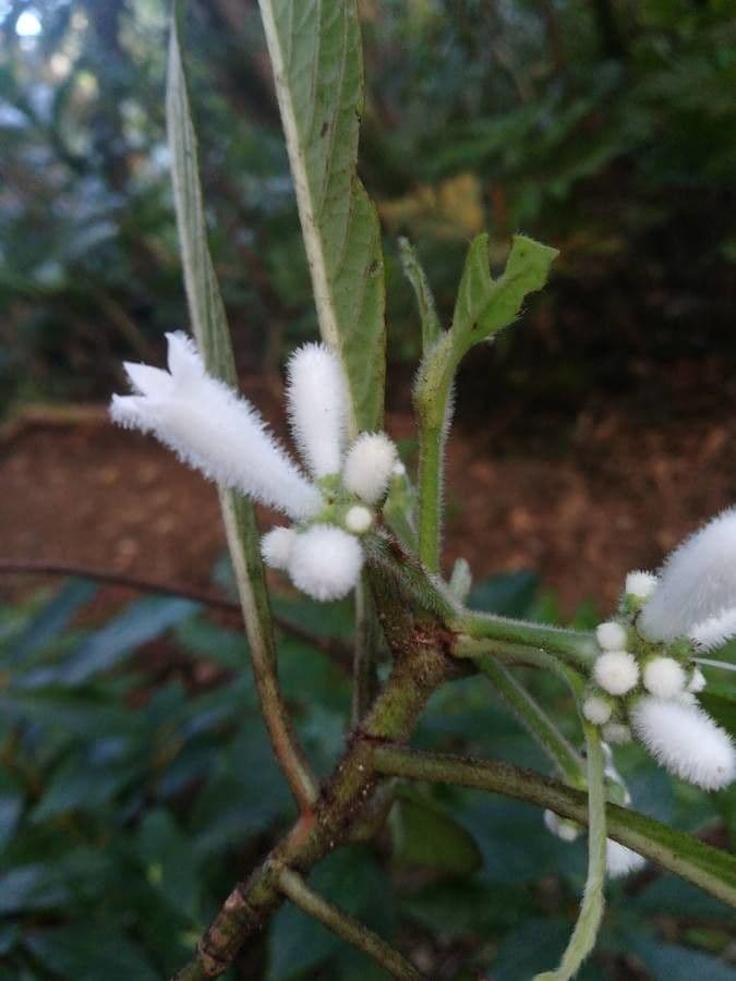 Psychotria 7