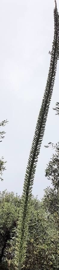 Agave lechuguilla 9