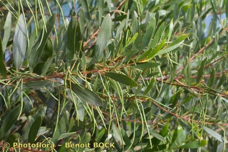 Acacia nera 27