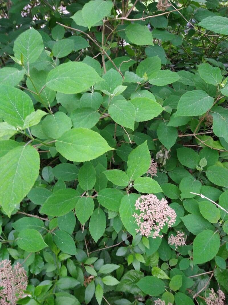 Hortenzie popelavá