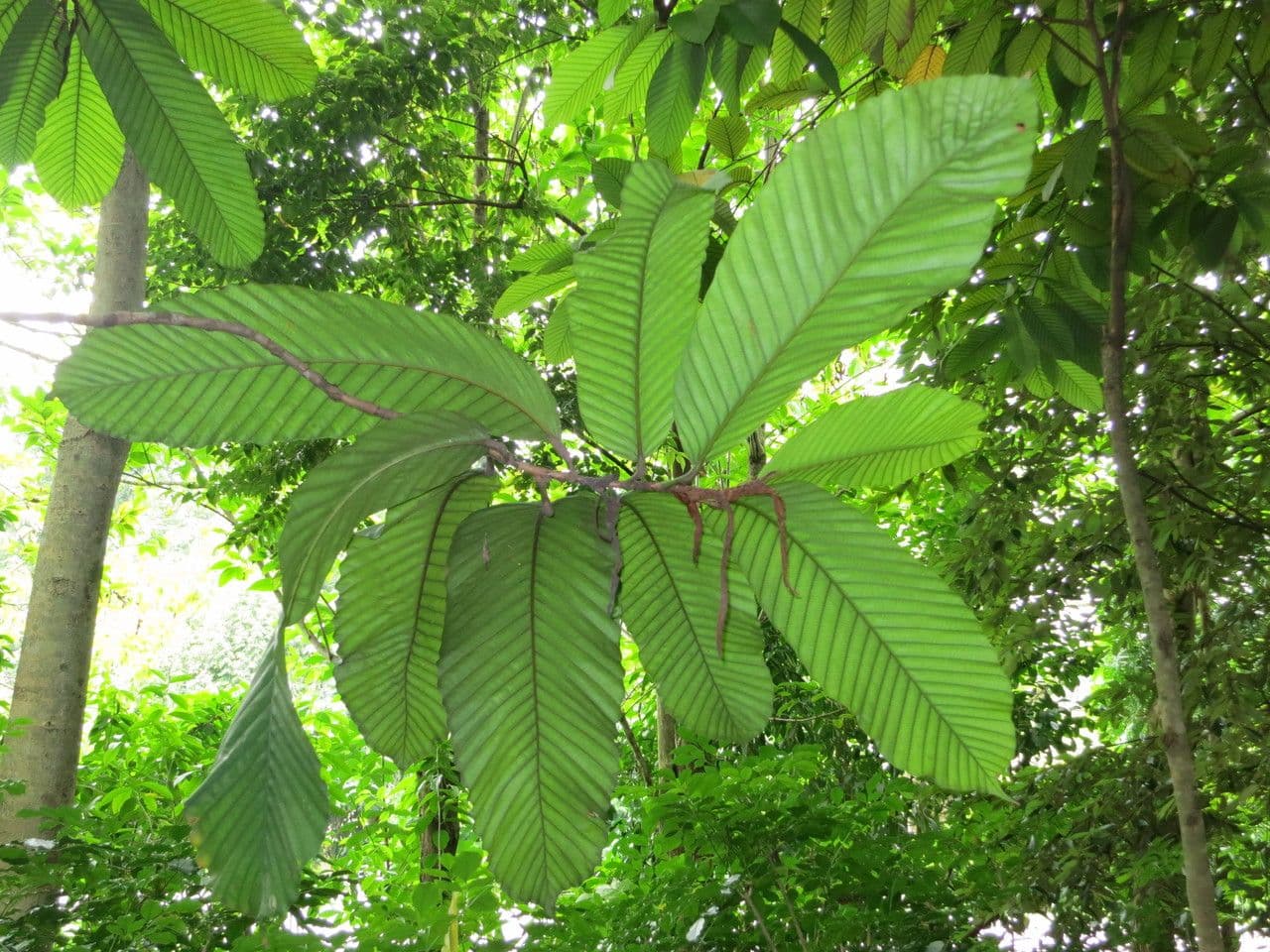 Dipterocarp