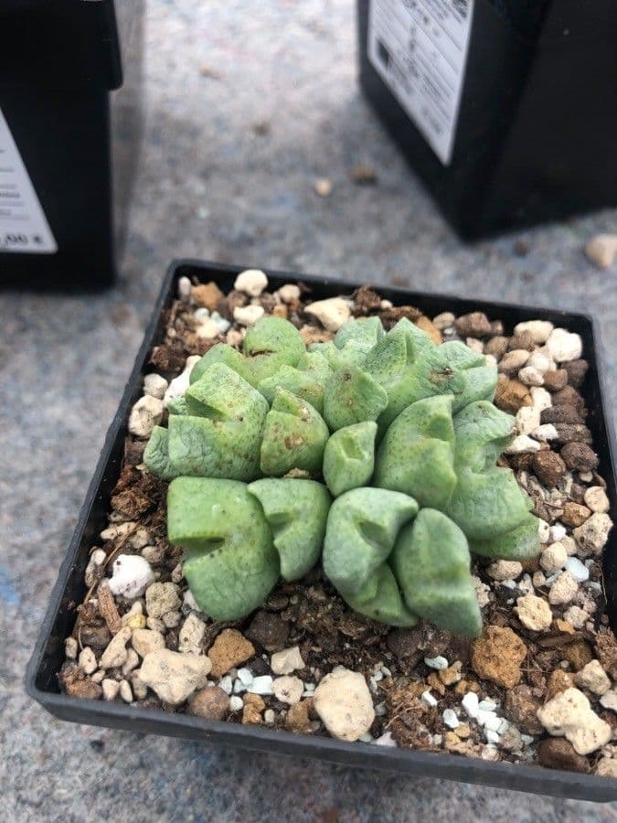 Conophytum 3