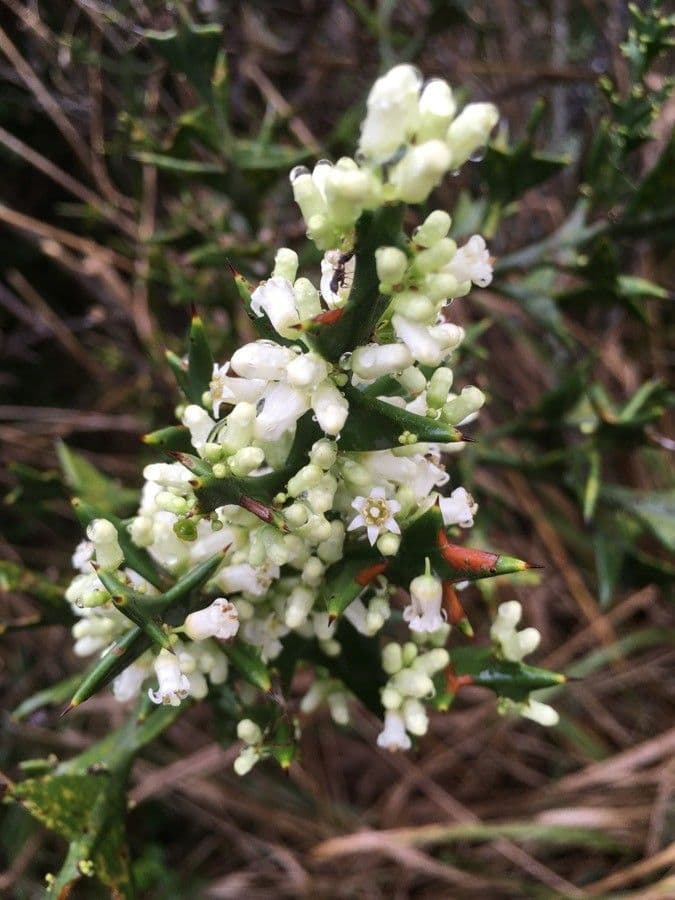 Colletia 4