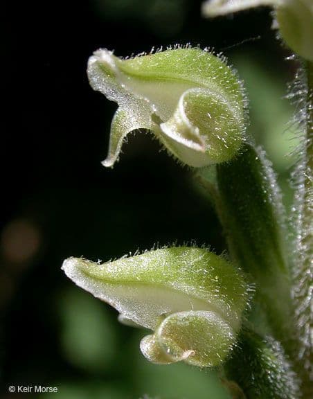 Goodyera oblongifolia 7