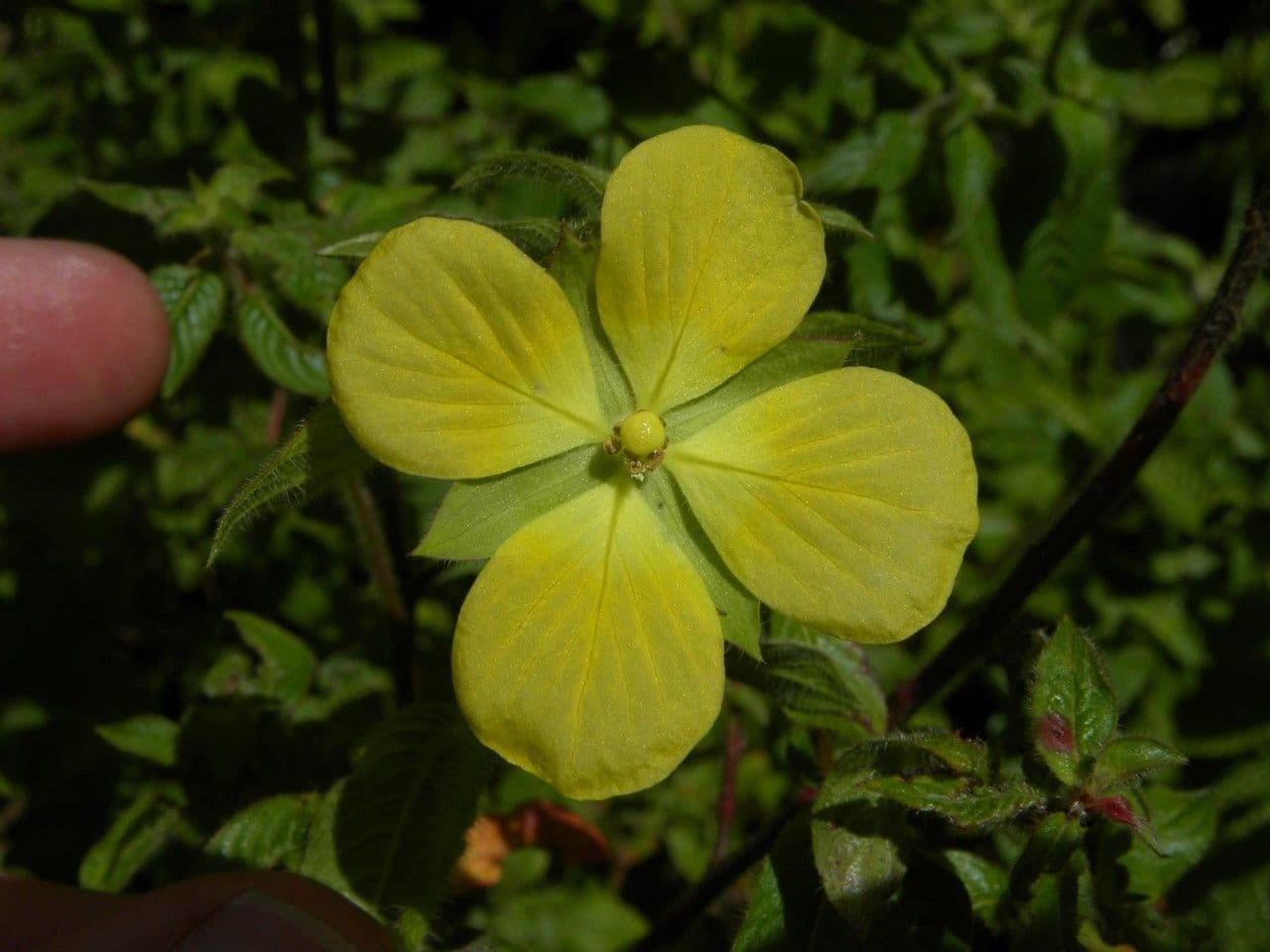 Ludwigia 5