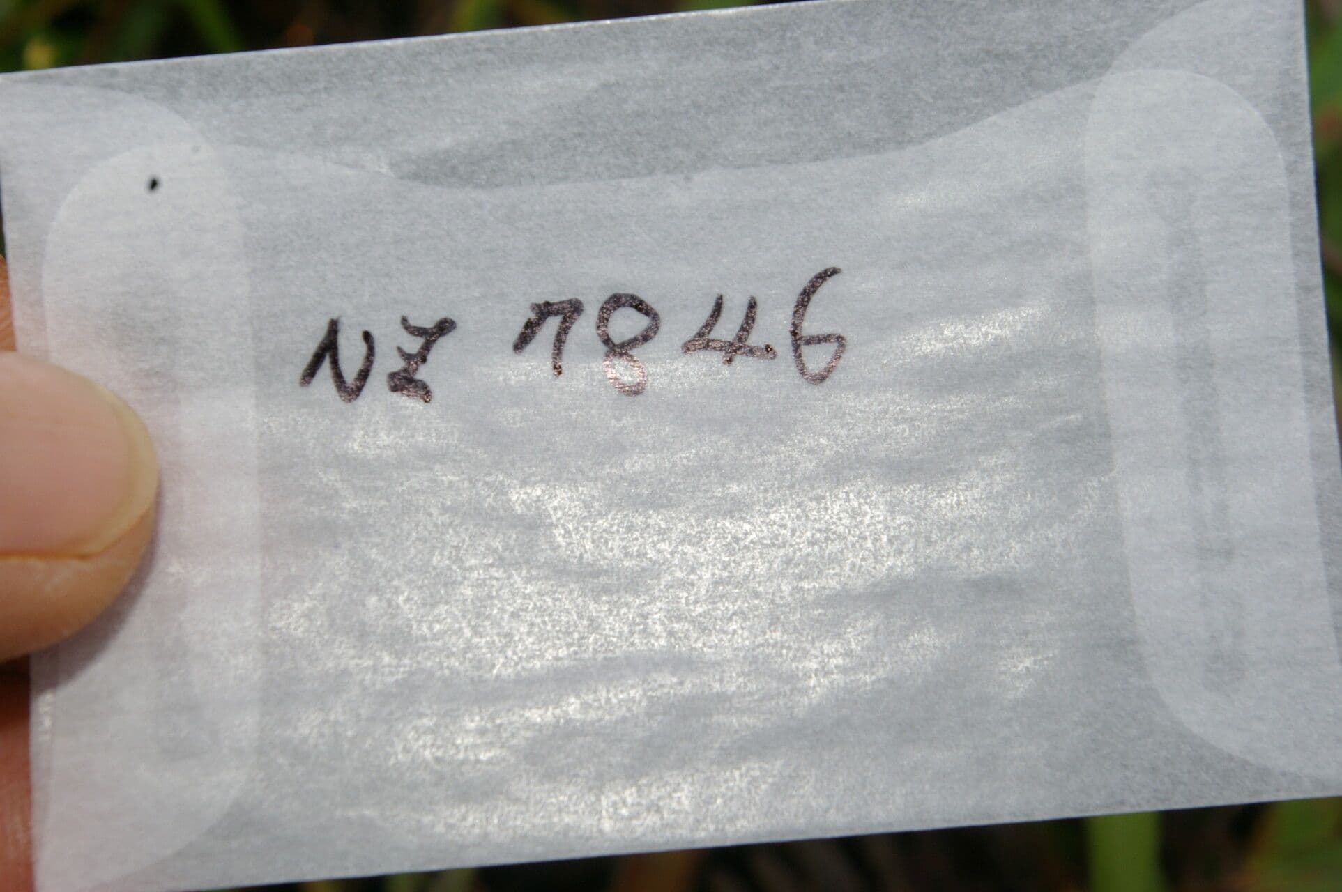 Cestrum tomentoso 10