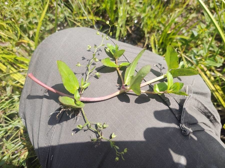 Veronica acquatica 13