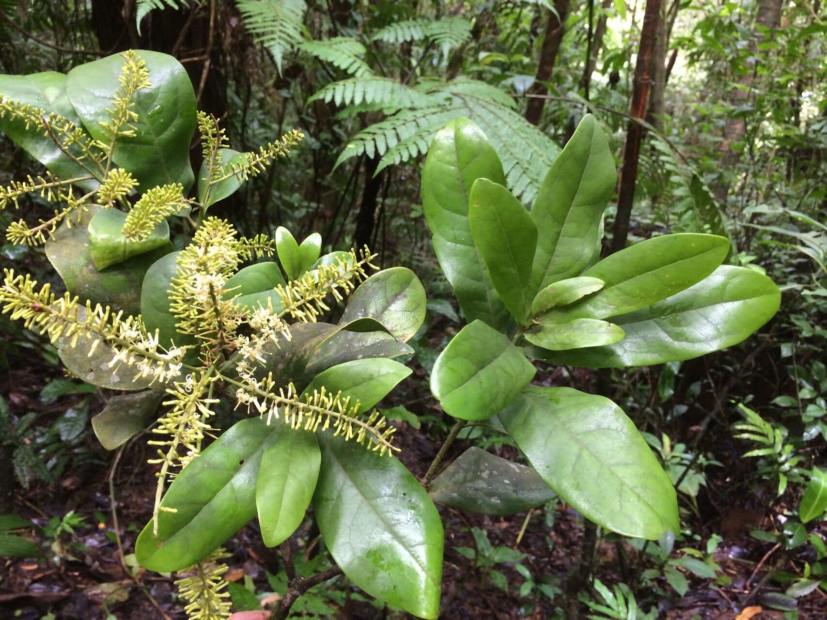 Panopsis costaricense