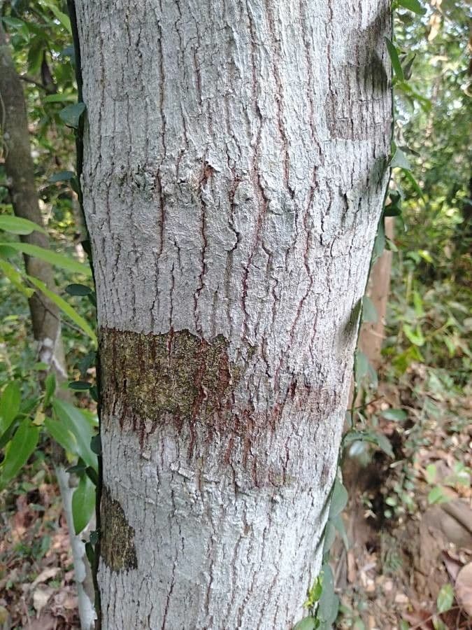 Garcinia 11