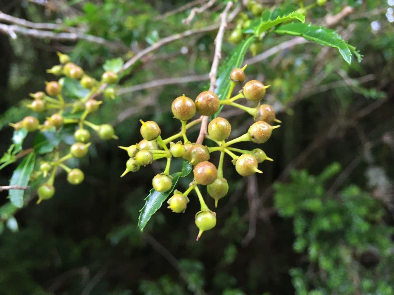 Azara 2