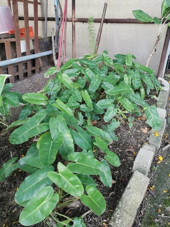 Filodendron Burle-Marxa 2