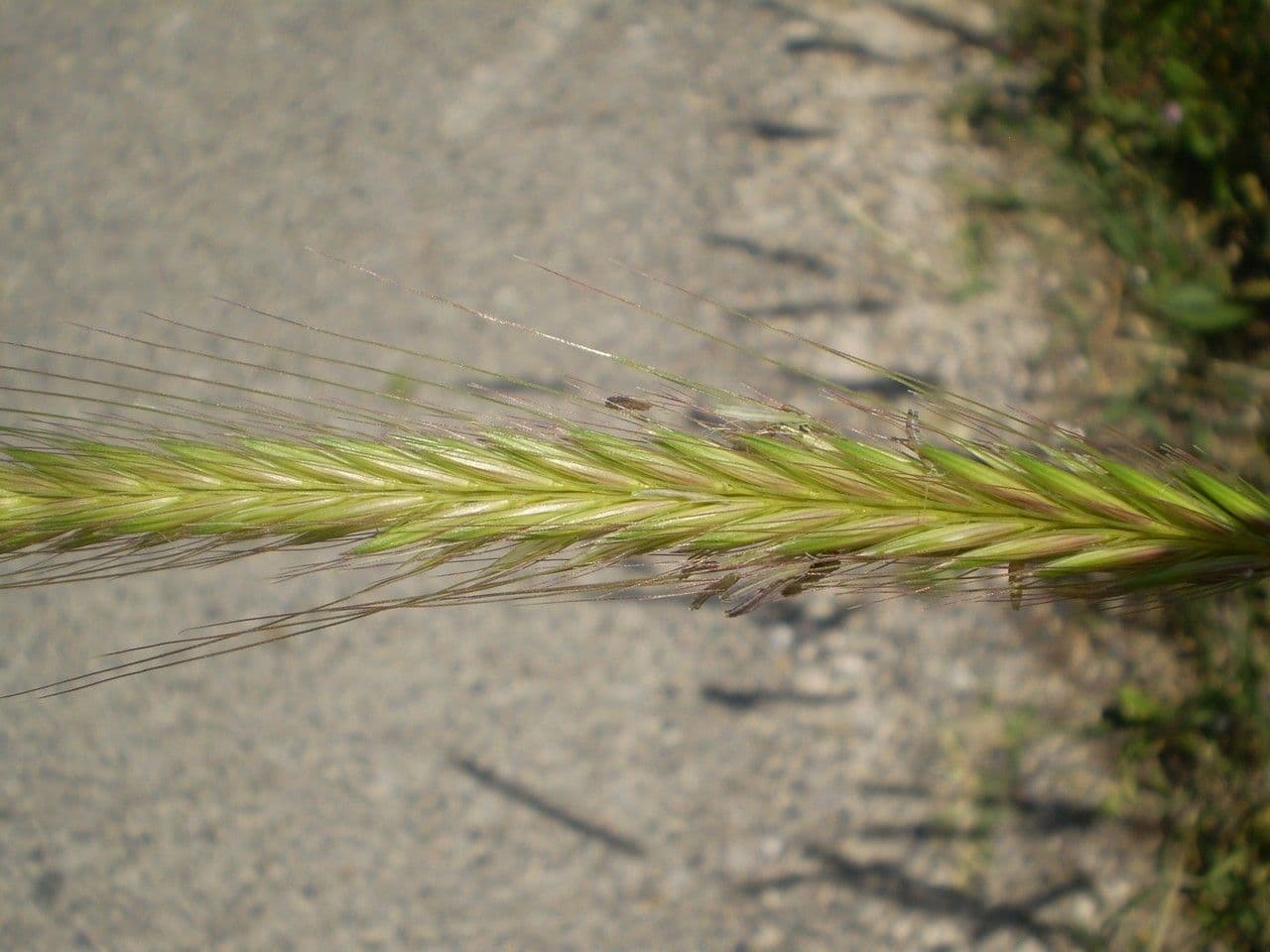 Orzo bulboso