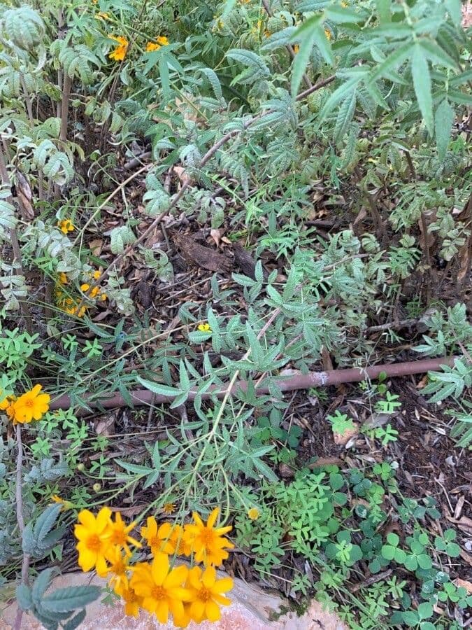 Tagetes 14