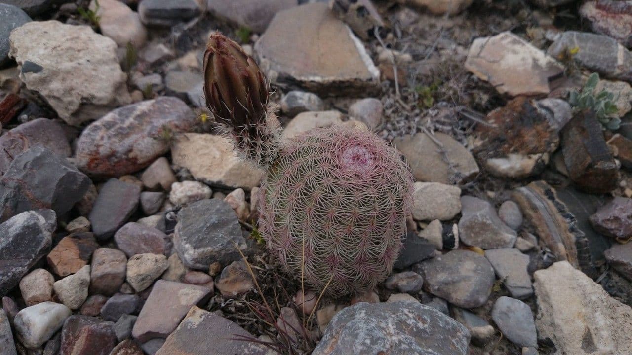 Cactus pettine 10