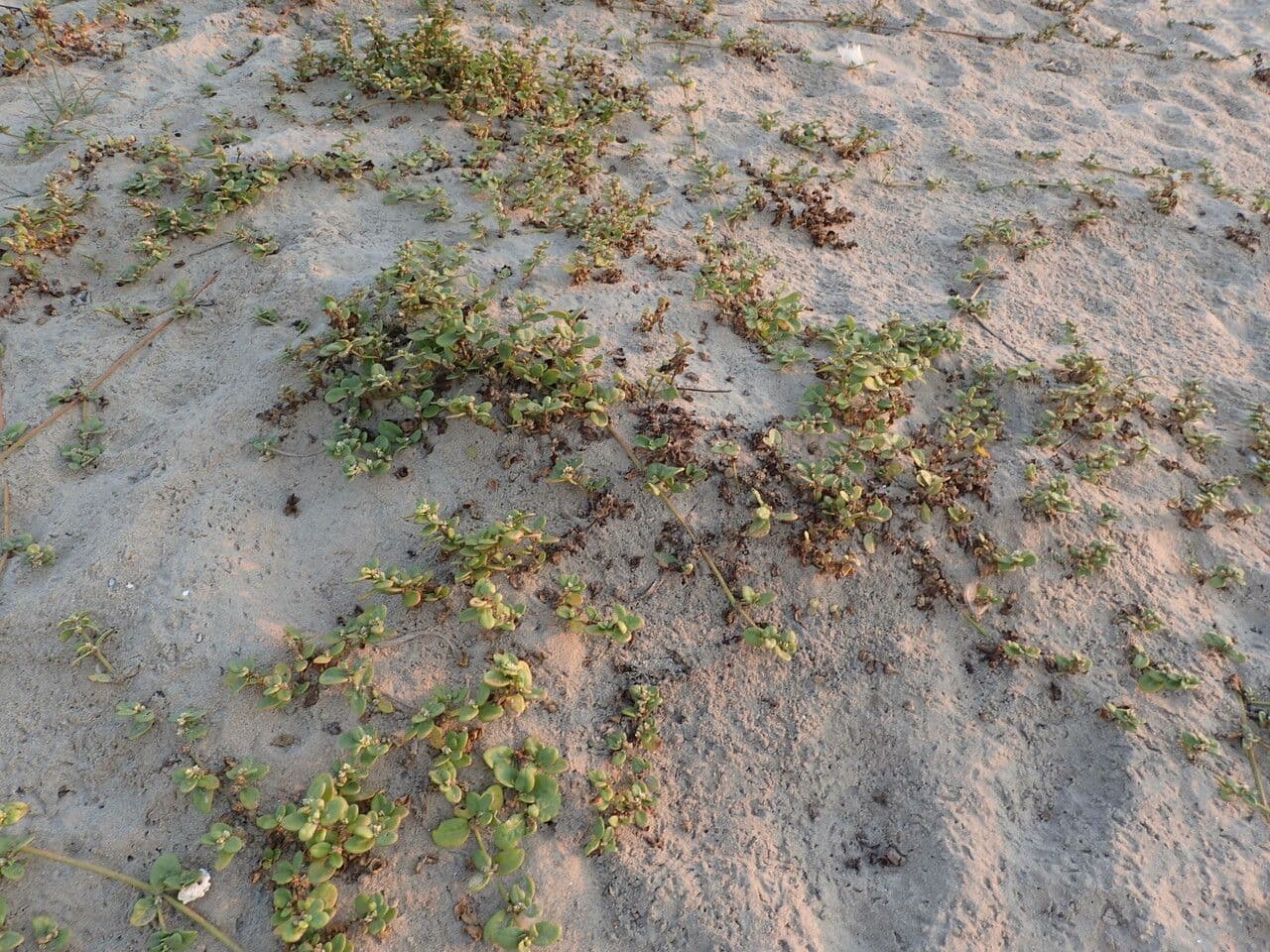 Alternanthera 7