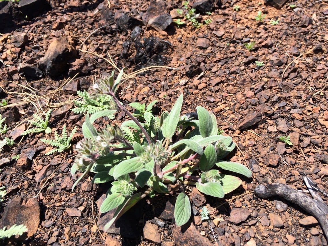 Phacelia 4