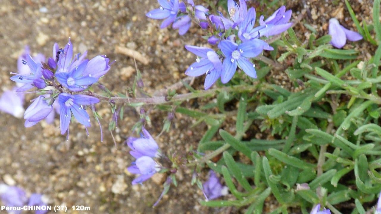 Veronica prostrata 6