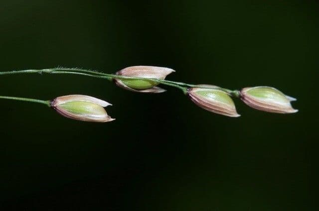 Melica uniflora 9